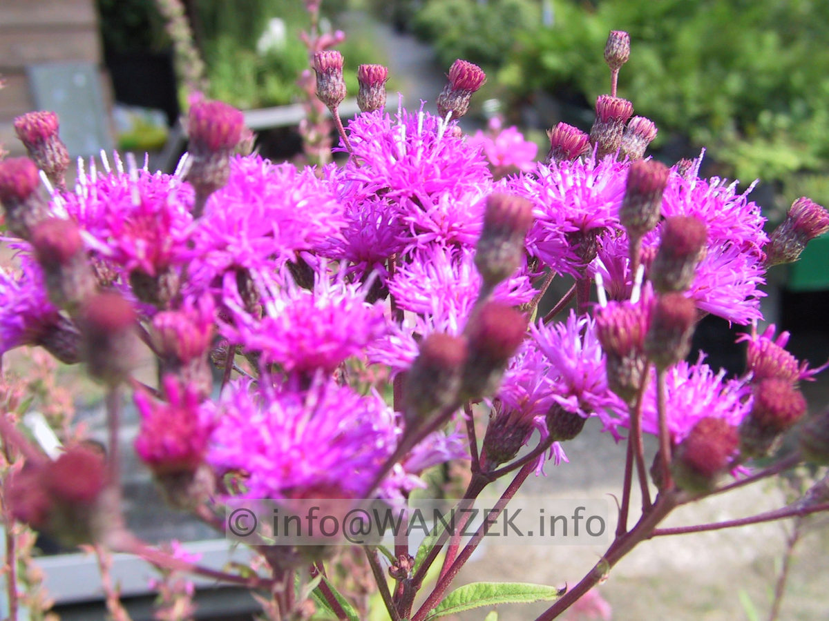 Vernonia crinita 01.jpg